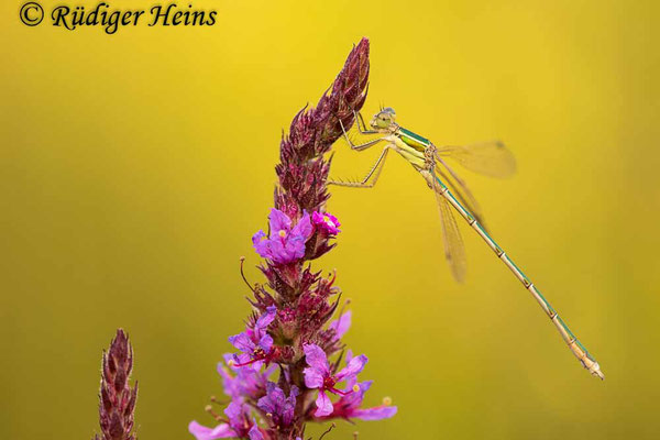 Lestes barbarus (Südliche Binsenjungfer) Männchen, 21.7.2021 - Makroobjektiv 180mm f/3.5