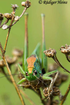 Decticus verrucivorus (Warzenbeißer) Männchen, 1.7.2012