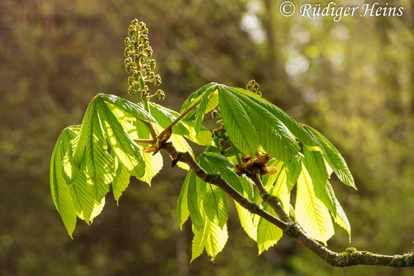 Aesculus hippocastanum (Gewöhnliche Rosskastanie), 16.4.2020
