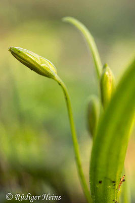 Gagea lutea (Wald-Gelbstern), 2.3.2020