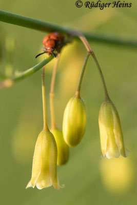 Asparagus officinalis (Weißer Spargel), 11.6.2021