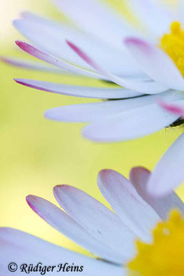 Bellis perennis (Gänseblümchen)