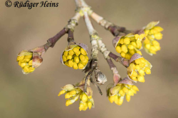 Cornus mas (Kornelkirsche), 1.3.2023