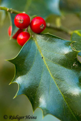 Ilex aquifolium (Europäische Stechpalme), 26.1.2017