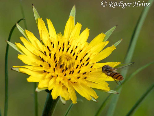 Tragopogon pratensis (Wiesen-Bocksbart)