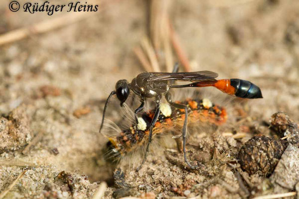 Ammophila sabulosa (Gemeine Sandwespe), 29.7.2016