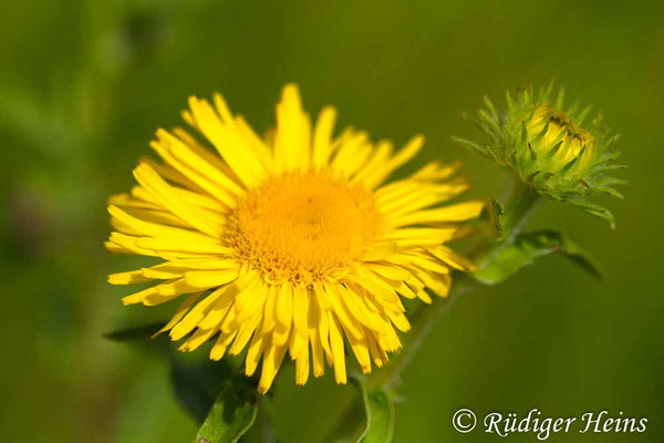 Inula britannica (Wiesen-Alant), 25.8.2017