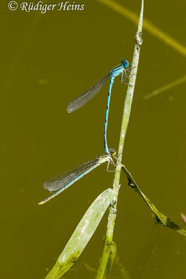 Erythromma lindenii (Pokaljungfer, Saphirauge) Tandem, 25.6.2017