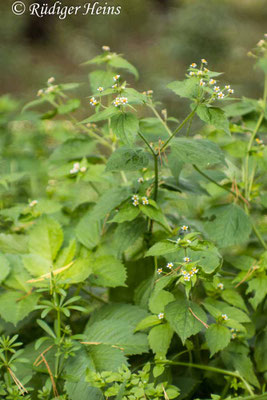 Galinsoga parviflora (Kleinblütiges Franzosenkraut)