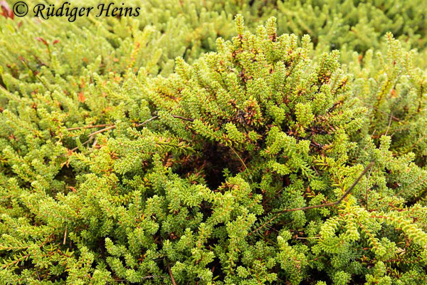 Empetrum nigrum (Schwarze Krähenbeere), 18.8.2022