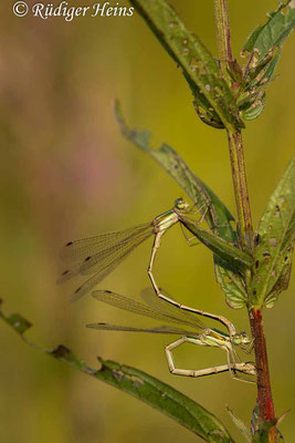 Lestes barbarus (Südliche Binsenjungfer) Eiablage, 21.8.2021