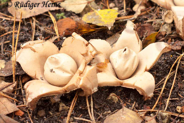 Geastrum triplex (Halskrausen-Erdstern), 30.10.2015