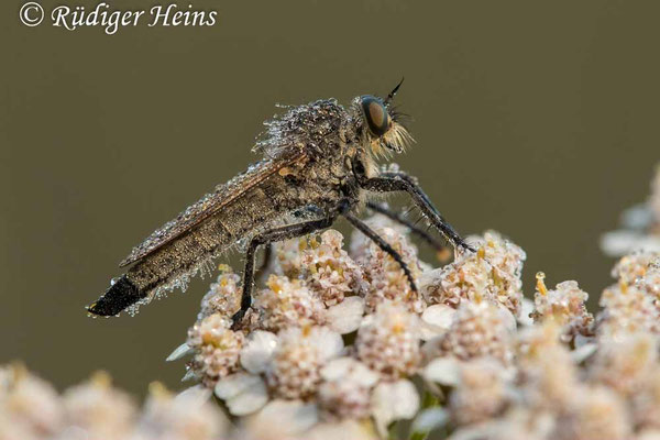 Eutolmus rufibarbis (Barbarossa-Fliege) Weibchen