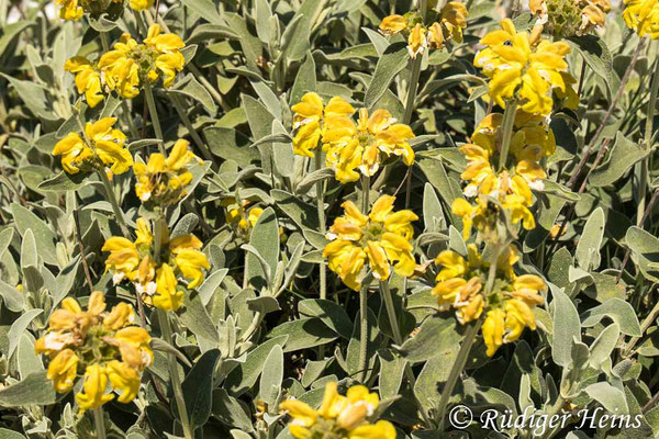 Phlomis fruticosa (Strauchiges Brandkraut), 16.5.2022