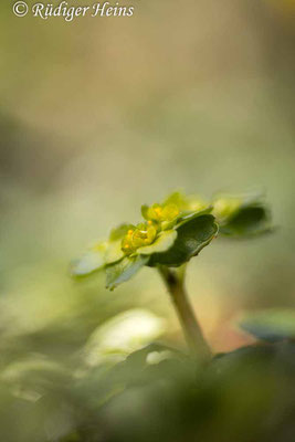 Chrysosplenium alternifolium (Wechselblättriges Milzkraut), 8.4.2022