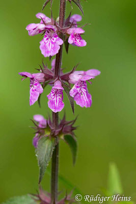 Stachys palustris (Sumpf-Ziest), 20.7.2019