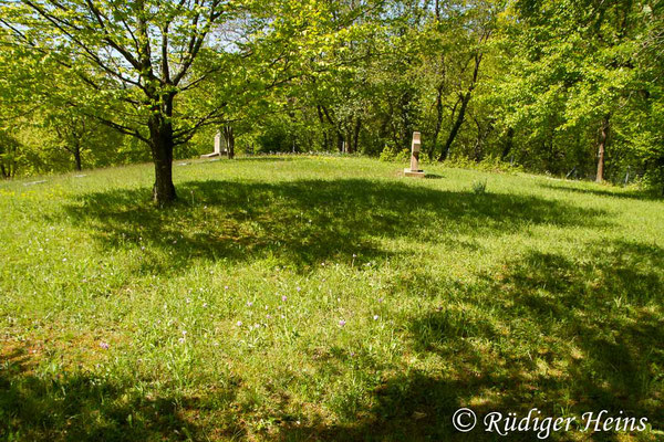 Lebensraum von Orchis simia (Affen-Knabenkraut), 5.5.2016
