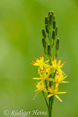 Narthecium ossifragum (Moorlilie, Beinbrech)