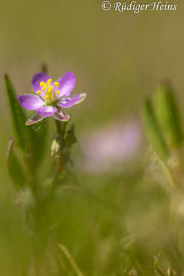 Spergularia rubra, Rote Schuppenmiere