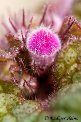 Lamium purpureum (Purpurrote Taubnessel), 8.3.2020