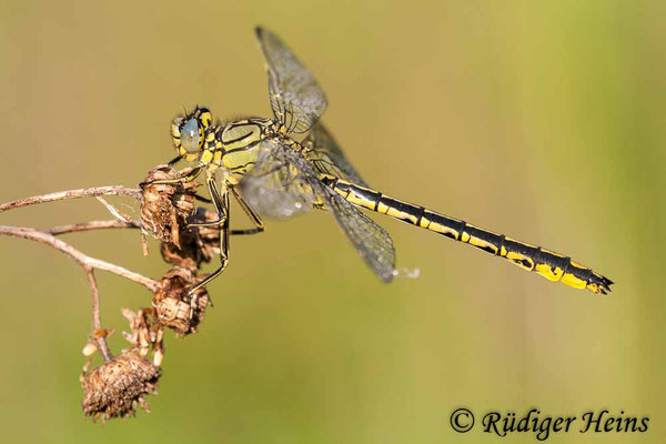 Gomphus pulchellus (Westliche Keiljungfer) Männchen, 24.5.2009