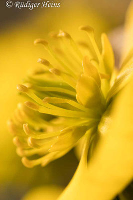 Winterling (Eranthis hyemalis), 22.2.2021