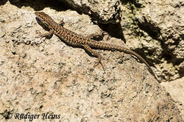 Podarcis sicula (Ruineneidechse)