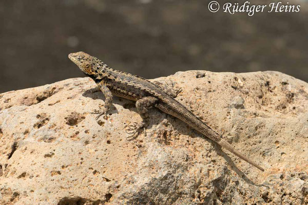 Microlophus grayii (Lavaechse) Männchen, 17.2.2020