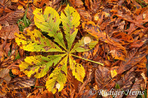 Aesculus hippocastanum (Gewöhnliche Rosskastanie), 30.10.2012