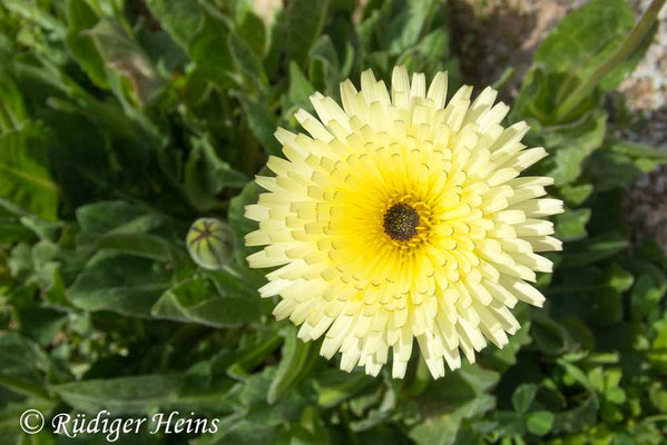 Urospermum dalechampii (Weichhaariges Schwefelkörbchen)