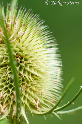 Dipsacus fullonum, Wilde Karde