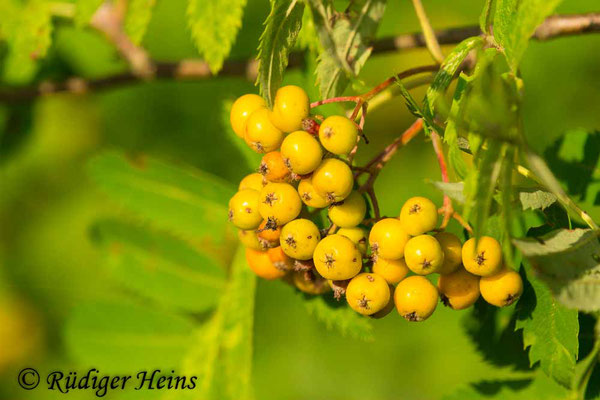 Sorbus aucuparia (Vogelbeere oder Eberesche), 20.7.2022