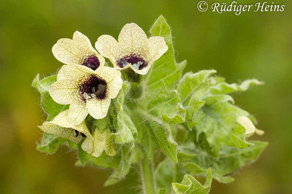 Hyoscyamus niger (Schwarzes Bilsenkraut), 4.6.2014