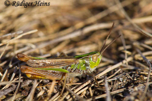 Stenobothrus stigmaticus (Kleiner Heidegrashüpfer) Männchen, 5.7.2018