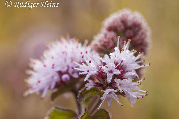 Mentha aquatica (Wasserminze), 8.9.2022