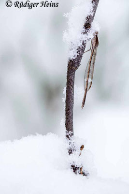 Gemeine Winterlibelle (Sympecma fusca) Männchen, 11.3.2023 - Makroobjektiv 180mm f/3.5