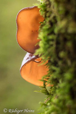 Judasohr (Auricularia auricula-judae), 15.12.2021 - Helios 44-2 58mm f/2