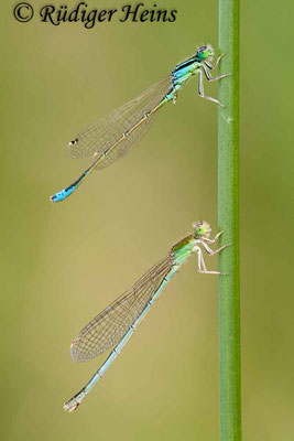 Ischnura pumilio (Kleine Pechlibelle) Männchen und Weibchen, 10.6.2011