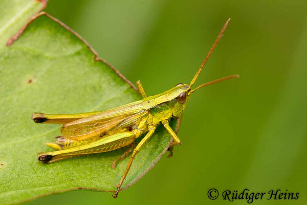 Chrysochraon dispar (Große Goldschrecke) Männchen, 25.9.2017