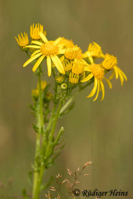 Senecio jacobaea (Jakobs-Greiskraut)
