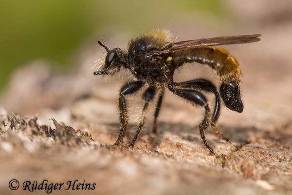 Laphria flava (Gelbe Mordfliege) Männchen, 19.7.2020