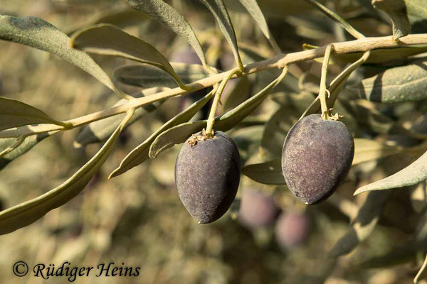 Olea europaea (Olive), 17.10.2018