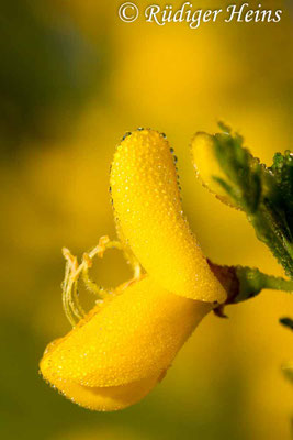 Cytisus scoparius (Besenginster)