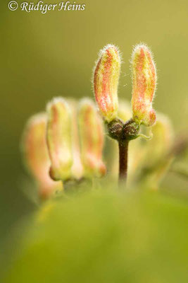 Rote Heckenkirsche (Lonicera xylosteum) Knospe, 10.5.2022 - Makroobjektiv 100mm f/2.8