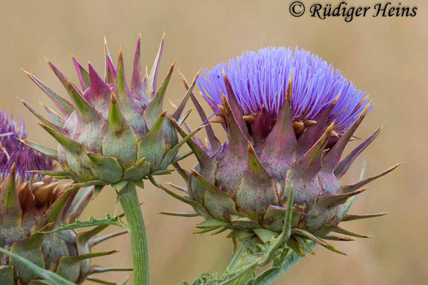 Cynara cardunculus (Wilde Artischocke), 29.6.2010