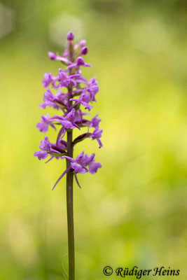 Gymnadenia conopsea (Mücken-Händelwurz), 9.7.2016