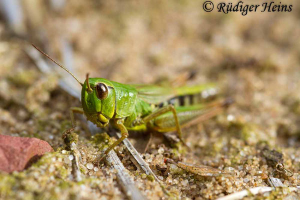 Pseudochorthippus parallelus (Gemeiner Grashüpfer) Weibchen, 27.8.2017