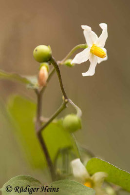Solanum nigrum (Schwarzer Nachtschatten), 14.11.2022