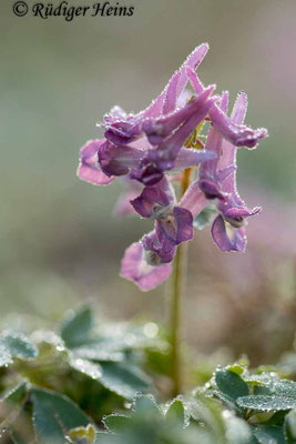 Corydalis solida, Gefingerter Lerchensporn