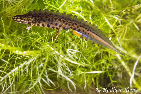 Lissotriton vulgaris (Teichmolch) Männchen, 21.04.1991 (Scan vom Dia)